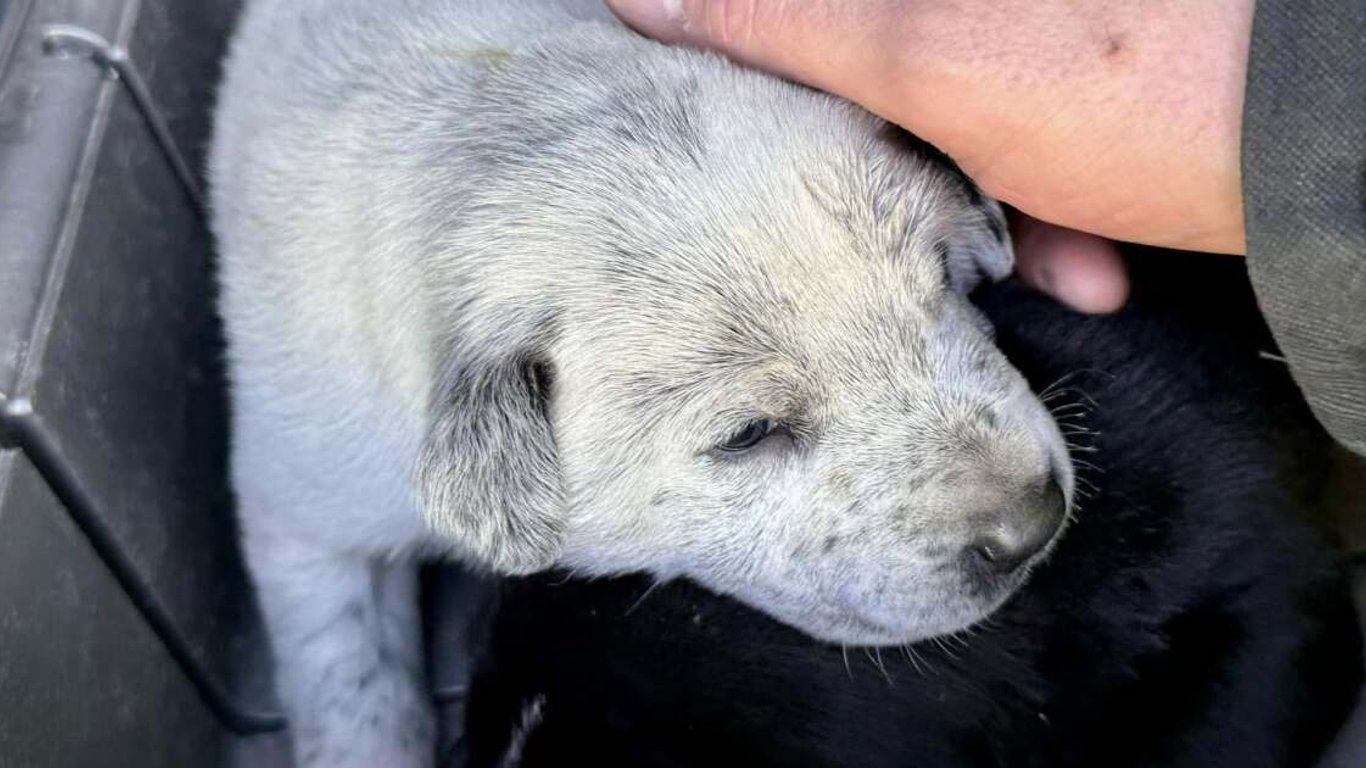 Los bomberos rescatan a cuatro cachorros de un incendio en la maleza, la comunidad se une en apoyo.
