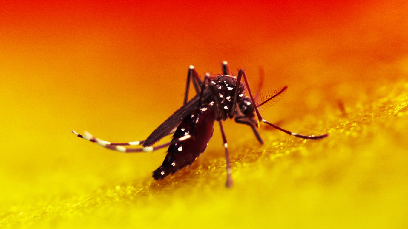 Nuevo ensayo del NIH explora un prometedor tratamiento con anticuerpos para el aumento de casos de fiebre dengue.