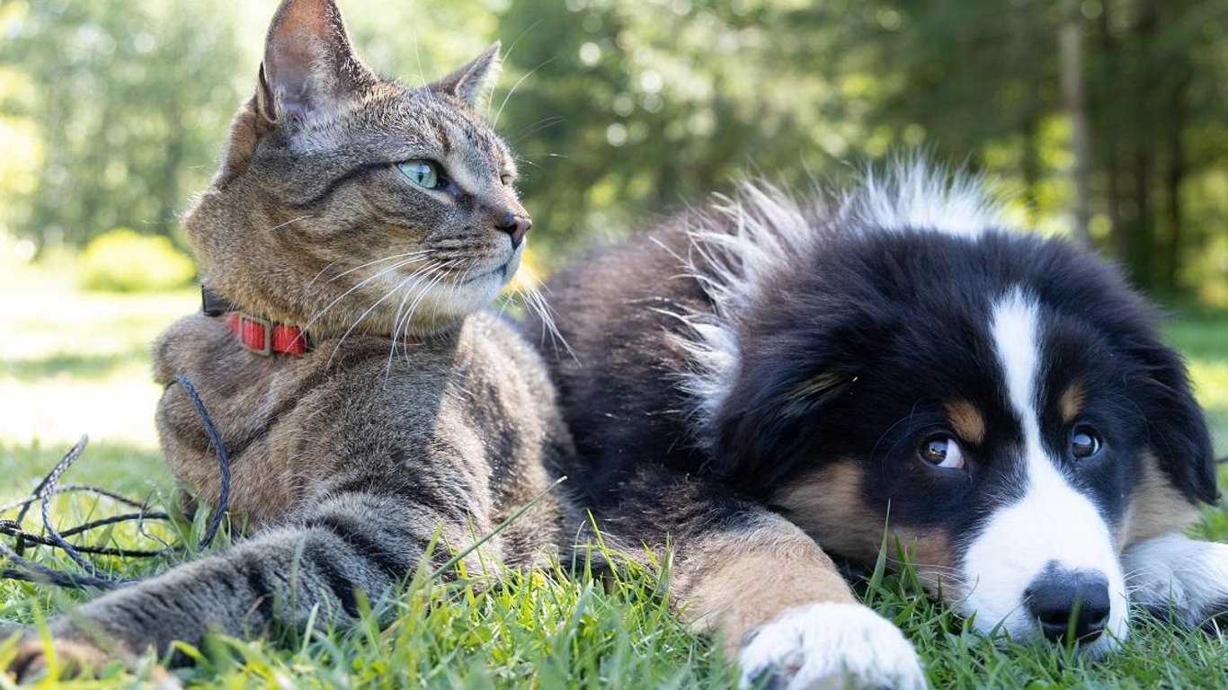 Haz que las fiestas sean brillantes para las mascotas: Consejos para una celebración conjunta alegre y segura.