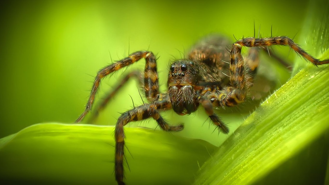 Autumn Spider Season: Embrace Our Eight-Legged Friends and Their Hidden Benefits