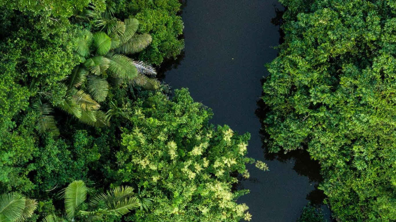 FAO alerta sobre la salud de los bosques y demanda urgente de gestión sostenible