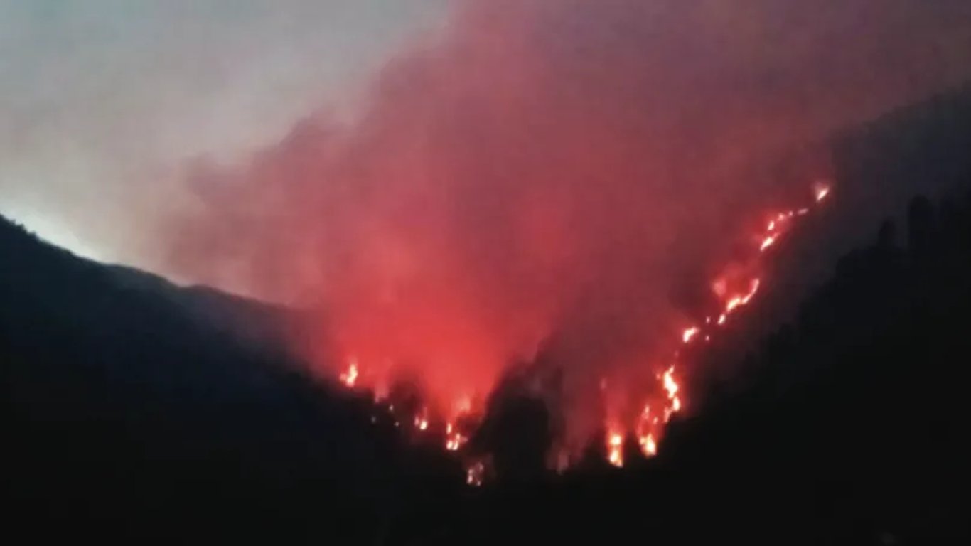 Llamado Urgente a la Acción ante los Misteriosos Incendios Forestales que Devastan el Ecosistema de la Región del Chenab