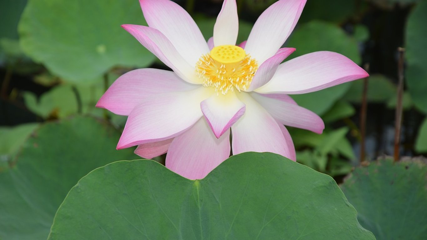 Acusaciones de asesinato, reclamos de Robin Hood: se desarrolla el complejo caso de Luigi Mangione.