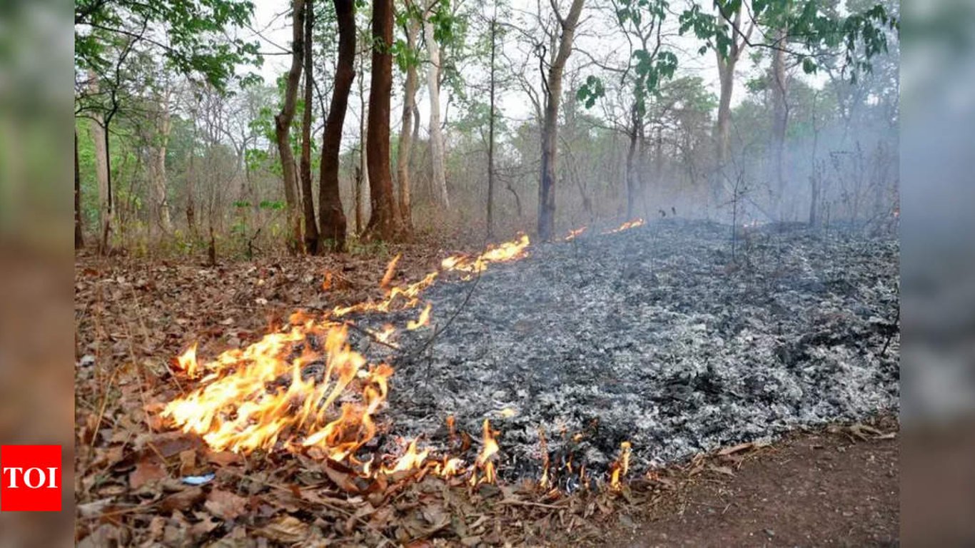 West Singhbhum combate incendios forestales con notables disminuciones en medio de desafíos continuos.