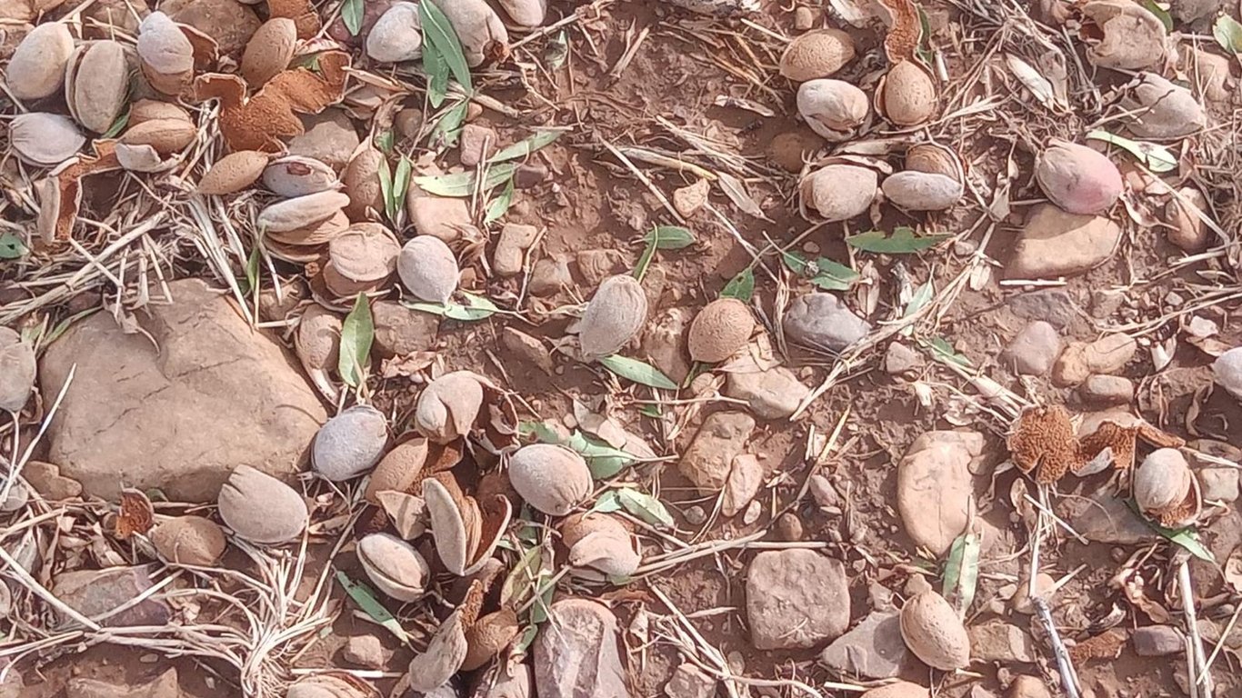 Desastre agrícola en Toledo por tormentas de granizo y lluvias torrenciales