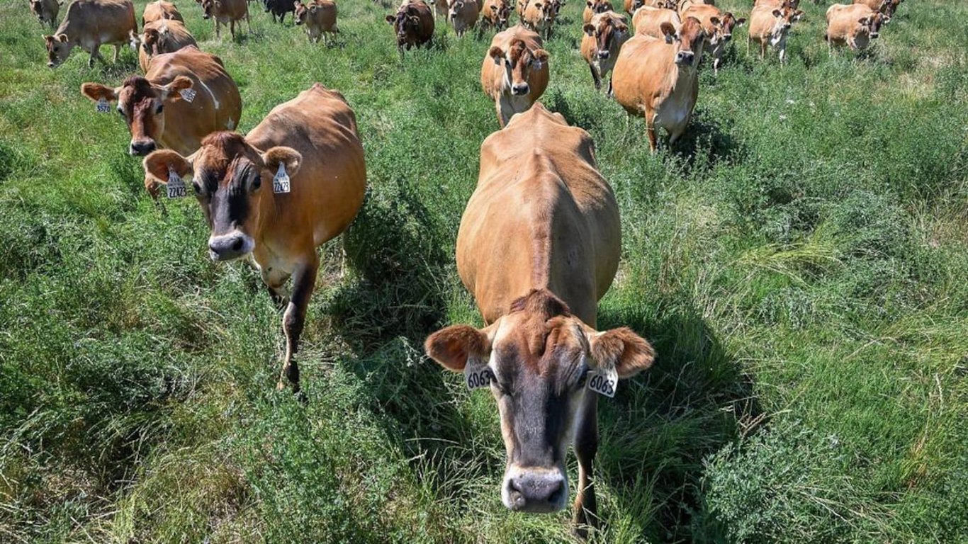 El Congreso Puede Transformar el Cuidado de los Animales en Desastres: Un Llamado a la Financiamiento de una Red de Veterinarios de Emergencia