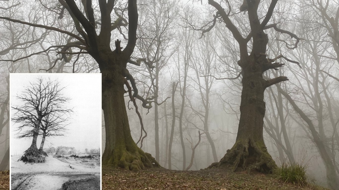 El icónico dúo de robles de Hampstead Heath prospera ante los desafíos de la naturaleza este invierno.