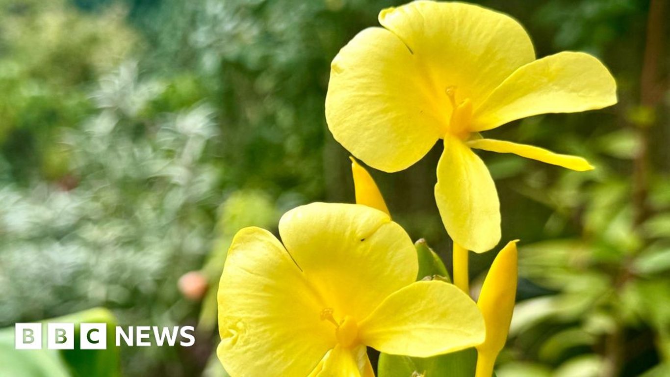 Rare Ginger Plant Blooms at Lullingstone Castle, Celebrating History and Horticulture