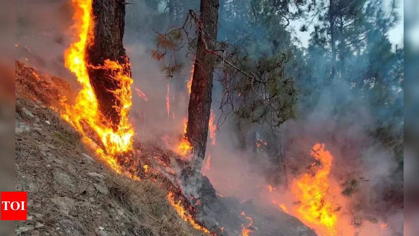 Odisha Celebra una Gran Reducción en los Incendios Forestales a Medida que la Gestión Efectiva Se Afianza