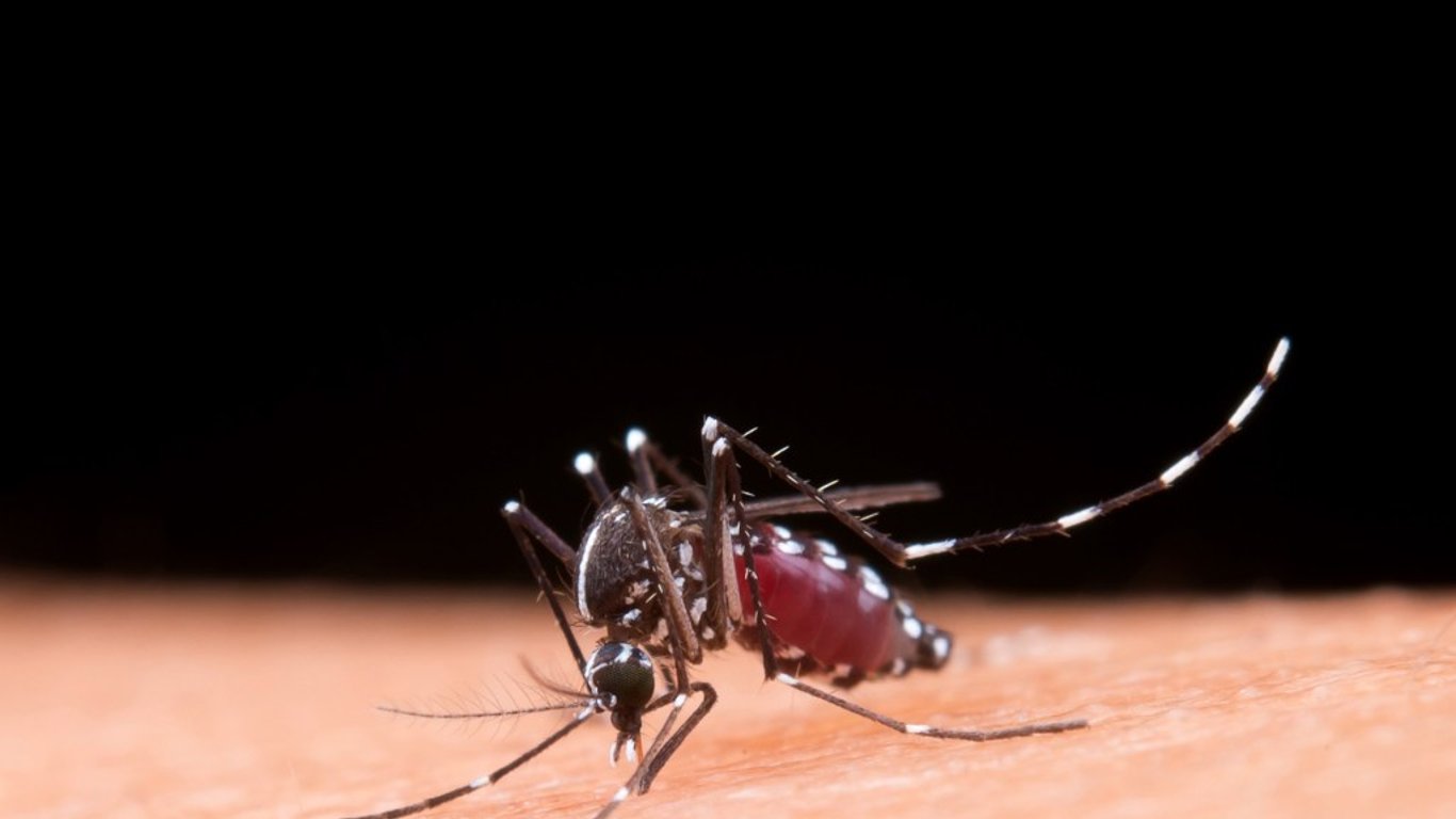 Aumento de preocupación por dengue en la Patagonia ante detección del mosquito Aedes