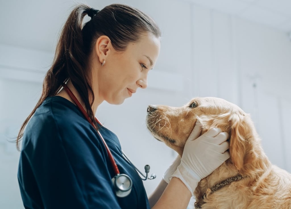 Roupa cirúrgica para médico veterinário: as melhores opções