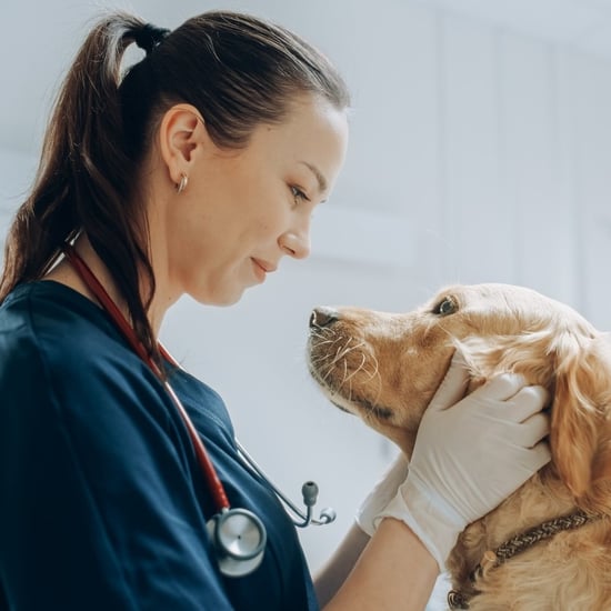 roupa cirurgica medico veterinario