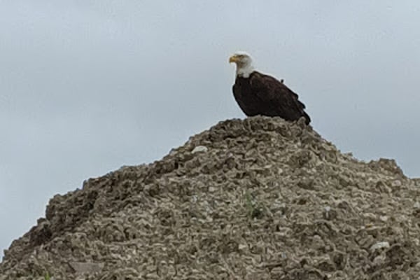 Coastal Landfill Disposal Inc