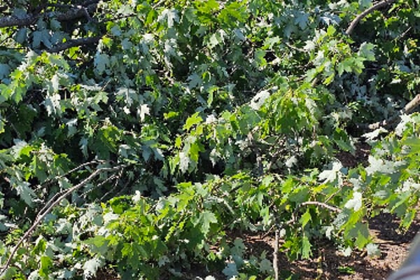 Norwalk Compost Facility