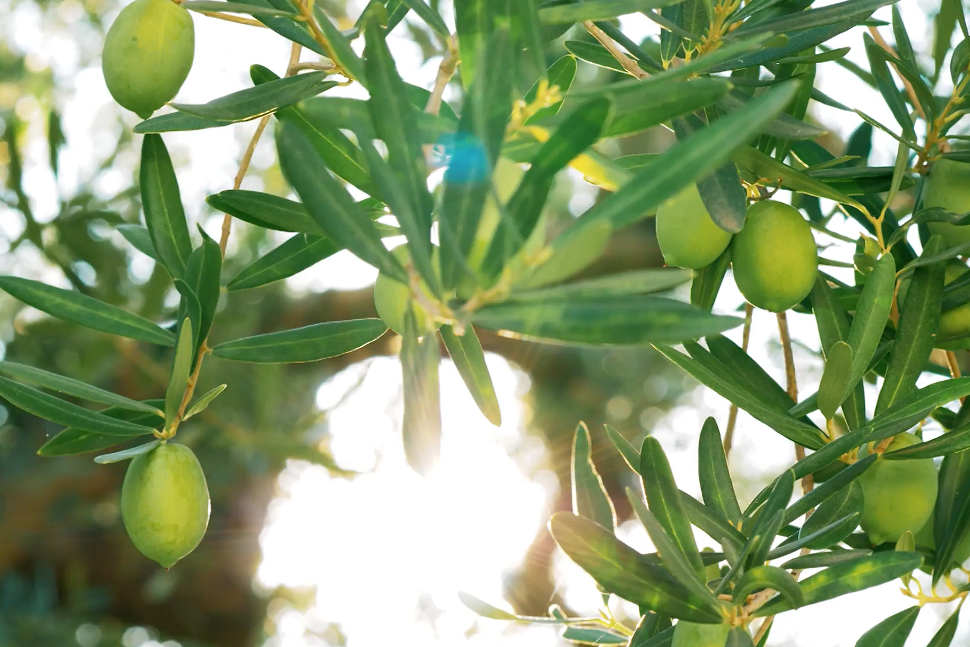 Binlerce Yıllık Zeytin Mirası Bugünün Sofralarında Hayat Buluyor