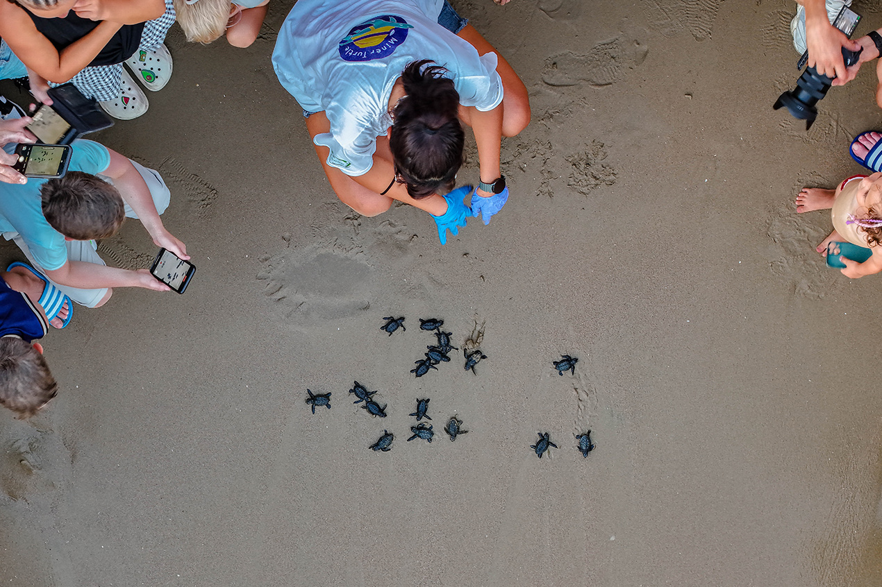 Caretta Caretta Hatchlings Released to the Sea at Arum Barut Collection