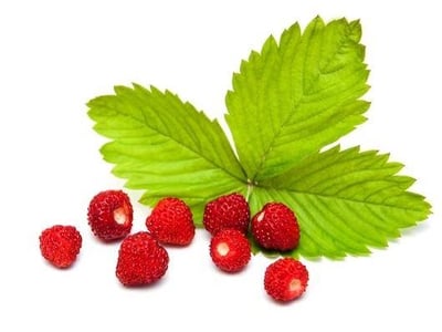 Հյութ պարունակող հիմքեր - Գետնաելակ