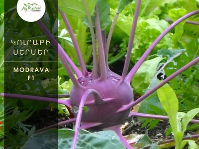 Սերմեր