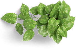 Trailing green leafy houseplant with glossy variegated leaves and a soft shadow beneath it.