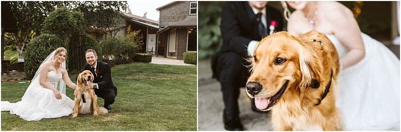 Premier Snohomish & Seattle Wedding Photographer | GSquared Weddings Photography A bride and groom in wedding attire pose outdoors with a happy golden retriever; the second image is a close-up of the dog with the couple smiling in the blurred background at their Snohomish Seattle wedding engagement. 47.9129° N, 122.0982° W | Serving Snohomish, Seattle , Orlando & Beyond