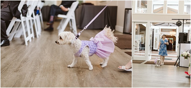 Premier Snohomish & Seattle Wedding Photographer | GSquared Weddings Photography A small white dog in a lavender dress walks on a leash indoors at a Snohomish wedding event, with people seated and someone leading the dog visible in the background. 47.9129° N, 122.0982° W | Serving Snohomish, Seattle , Orlando & Beyond
