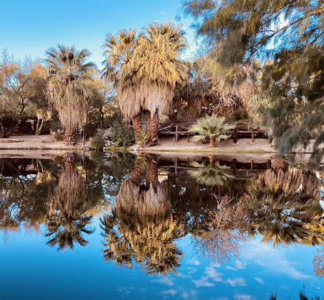 Private oasis lake with palm trees at Bubbling Wells Oasis estate
