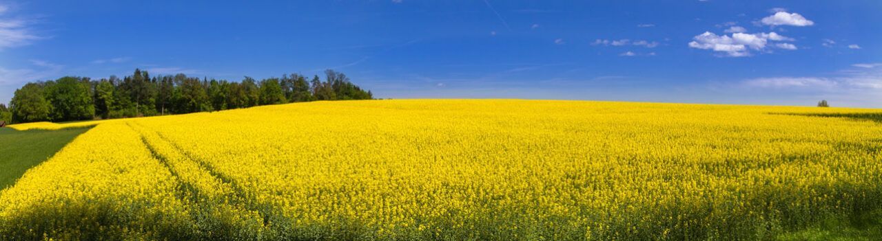 Countryside with the blue of the sky and the yellow of the fields, simulating the Ukrainian flag
