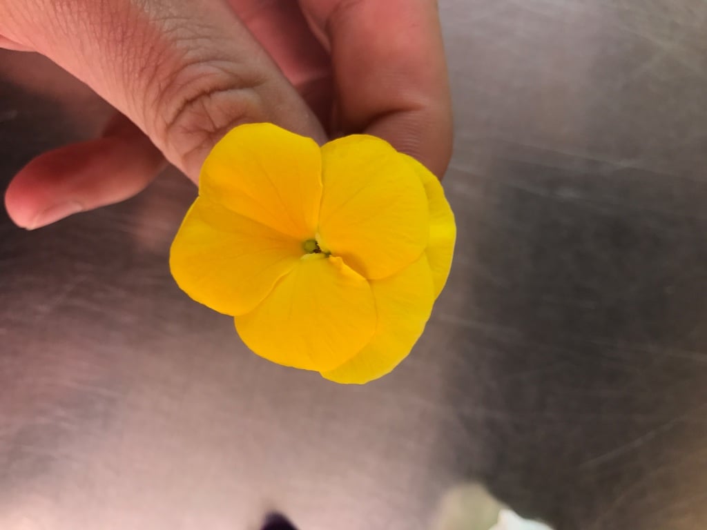 Yellow pansy