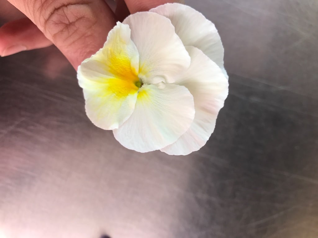 White pansy, yellow throat
