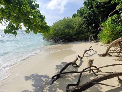 Swims Maldives photo 5