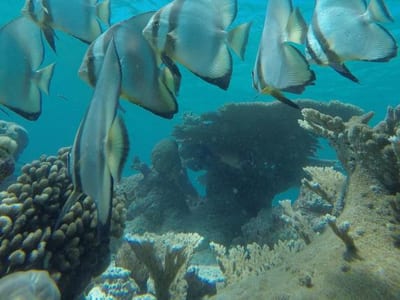 Rasdhoo Coralville photo 5