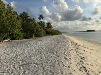 Coconut Palm Dhidhoo photo 4