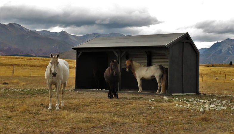 Horse Paddock Shelter