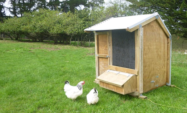 DIY Egg Washer!! Too EASY!  Chicken diy, Chickens backyard, Urban chicken  farming