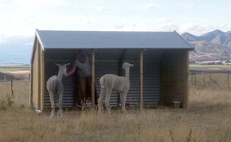 Paddock shelter for alpacas 3.6m