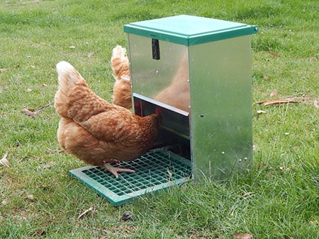 Click here to see our chicken feeders