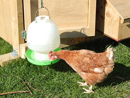 Click here to see our chicken feeders