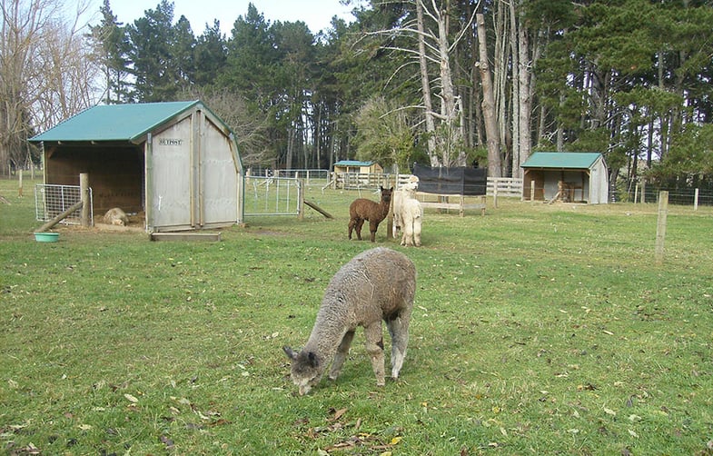 Alpacas in a paddock with shelter buildings