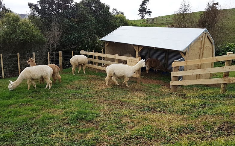 Upland paddock shelter for alpacas