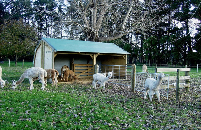 Paddock shelter for alpacas and cria