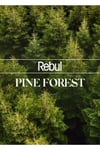 Rebul Kolonyalı Mendil Pine Forest 50 Adet