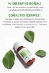 Tala Çay Ağacı Uçucu Yağı 10 Ml