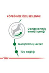 Royal Canin Mini Adult Köpek Maması 2 Kg + 2 Adet Yaş Mama Hediye