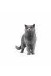 Royal Canin British Shorthair Yetişkin Kedi Maması 2 Kg + 2 Adet Pouch Hediyeli