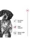 Royal Canin Orta Irklar Için Yaş Konserve Köpek Maması 410g