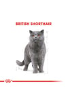 Royal Canin British Shorthair Kedi Maması 4 Kg