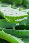Trinova Aloe Vera Nemlendirici Dinlendirici Jel
