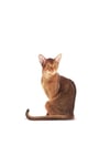Royal Canin Fussy Exigent Seçici Yetişkin Kedi Maması 2 Kg