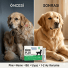 Bioxi® Köpekler için Pire Kene ve Dış Parazit Ense Uygulaması 5x1 Ml Tüp