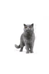 Royal Canin British Shorthair Kedi Maması 4 Kg